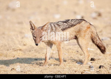 Le Chacal à dos noir (Canis mesomelas) marche dans la prairie et looking at camera, Etosha National Park, Namibie. Banque D'Images