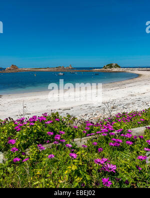 Marguerites africaines à Periglis Beach. St Agnes. Îles Scilly. Cornwall. UK Banque D'Images