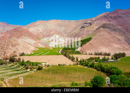 Vignobles d'Atacama Banque D'Images