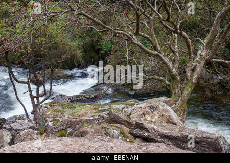 L'Afon (rivière) Glaslyn passe par le col de Beddgelert dans Aberglaslyn près de Snowdonia, le Nord du Pays de Galles. Banque D'Images