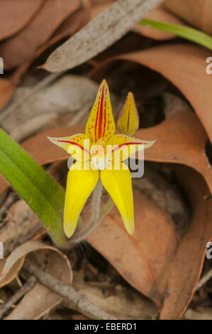 Caladenia flava, coucou bleu Orchid dans Stirling NP, WA, Australie Banque D'Images