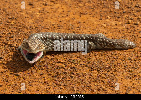 Stumpy, le lézard Tiliqua rugosa dans Stirling NP, WA, Australie Banque D'Images