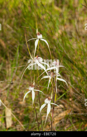 Caladenia vulgata, orchidées araignée commune près du Mont Barker, WA, Australie Banque D'Images