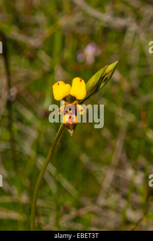Diuris laxiflora, orchidée abeille en Farrah, Kojonup, WA, Australie Banque D'Images