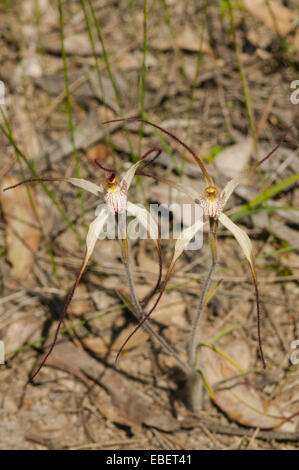 Caladenia vulgata, orchidée araignée commune de Farrah, Kojonup, WA, Australie Banque D'Images