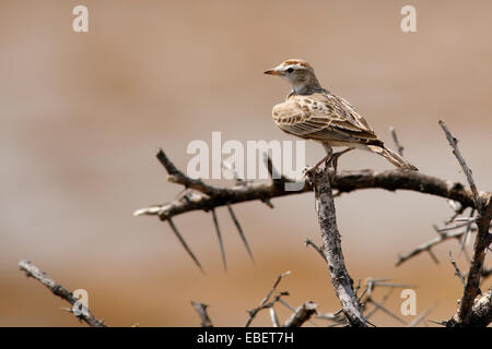 Red-capped Lark (Calandrella cinerea) - Etosha National Park, Namibie, Afrique Banque D'Images