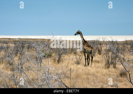 Girafe (Giraffa camelopardalis) près d'Etosha - Etosha National Park - Namibie, Afrique Banque D'Images