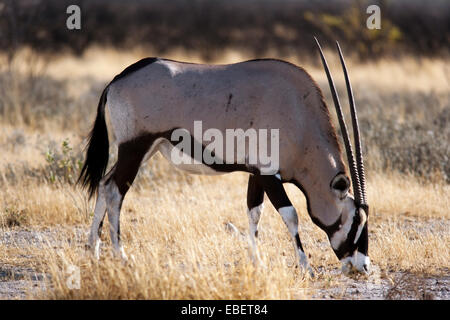 Ou Gemsbuck gemsbok (Oryx gazella) - Etosha National Park - Namibie, Afrique Banque D'Images