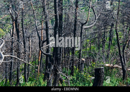 Six ans après la végétation grand feu de forêt Banque D'Images