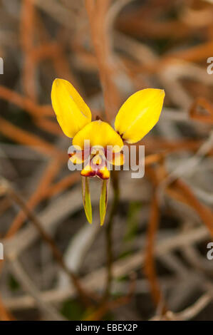 Diuris conspicillata, âne à lunettes Orchid dans le Grande Cape NP, WA, Australie Banque D'Images