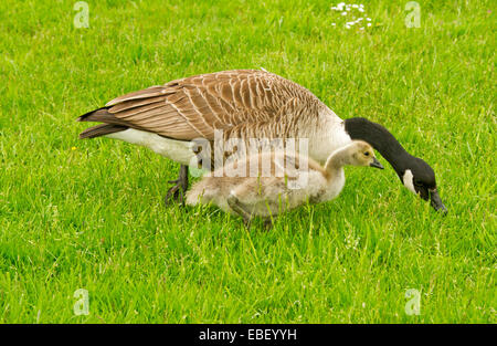 La bernache du Canada, Branta canadensis, avec gosling avec yellow edredons moelleux, se nourrissant d'herbe émeraude dans les zones humides au pays de Galles Banque D'Images