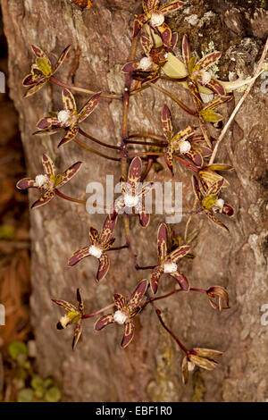 De minuscules fleurs jaune brun & australiennes indigènes de black orchid Cymbidium une caniculatum espèces épiphytes hanging from tree stump Banque D'Images