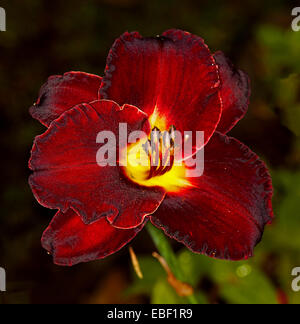 L'hémérocalle spectaculaire fleur, rouge foncé, presque noir et pétales gorge jaune vif sur fond noir avec le soupçon de feuilles vertes Banque D'Images