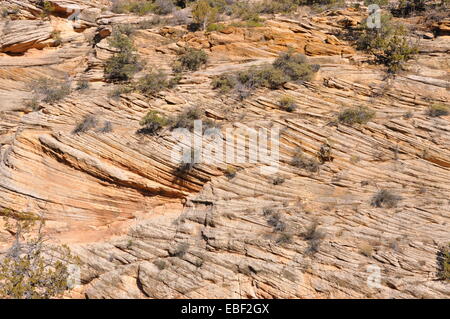 Striation sur la paroi rocheuse d'une falaise dans Zion National Park, Utah. Banque D'Images