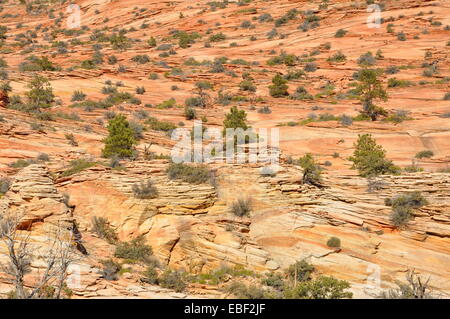 Striation sur la paroi rocheuse d'une falaise dans Zion National Park, Utah. Banque D'Images