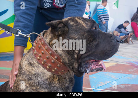 85 kilo Perro de Presa Canario au dog show dans les îles Canaries, Espagne Banque D'Images