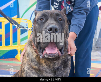 85 kilo Perro de Presa Canario au dog show dans les îles Canaries, Espagne Banque D'Images