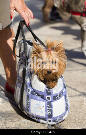 Femme transportant du Yorkshire Terrier chien dans sac de transport du chien Banque D'Images