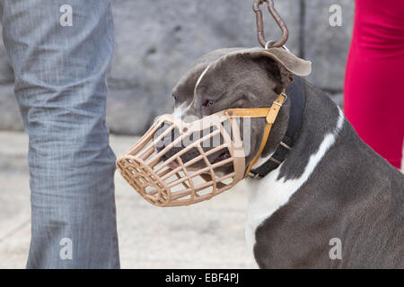 American Bully dog race portant muselière Banque D'Images