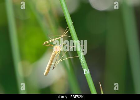 Fly-grue Tipula sp (sp) sur l'herbe Banque D'Images