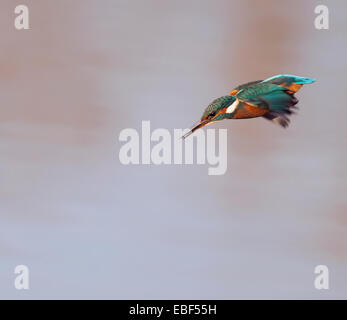 Les femelles de la Kingfisher (Alcedo atthis) plongée sous-marine pour les poissons Banque D'Images