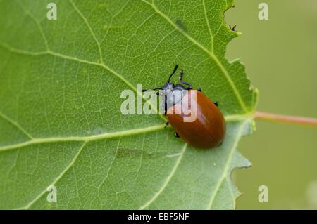 La chrysomèle du peuplier rouge (Chrysomela populi - Melasoma populi) sur une feuille d'été en Provence - France Banque D'Images