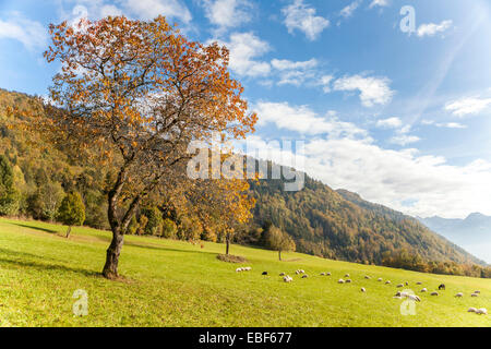 Les pâturages dans le col de la Forclaz, près d'Annecy, Haute-Savoie, Rhône-Alpes, France Banque D'Images