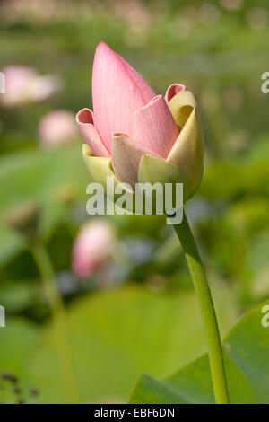 Nelumbo nucifera lotus sacré / Banque D'Images