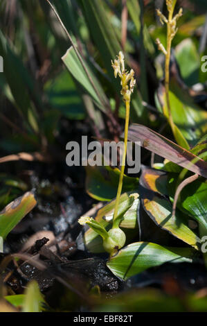 Hammarbya paludosa, Malaxis paludosa (syn) Bog orchidées, la bouche de vipère orchid Banque D'Images
