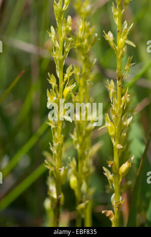 Hammarbya paludosa, Malaxis paludosa (syn) Bog orchidées, la bouche de vipère orchid Banque D'Images
