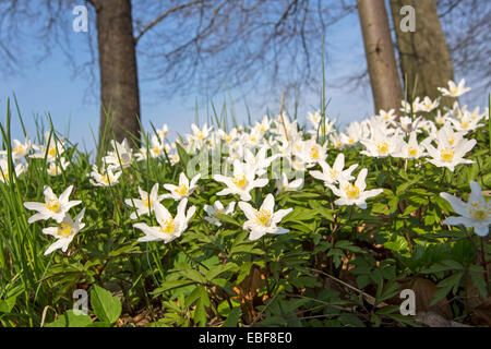 Anémone des bois Anemone nemorosa / Banque D'Images