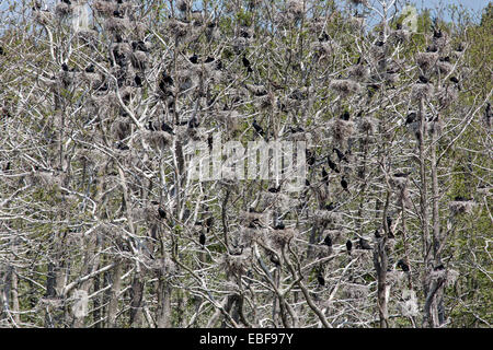 Colonie de cormorans, de Rügen, Allemagne, Europe / Phalacrocor Banque D'Images