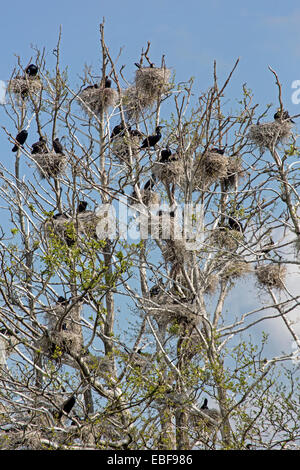 Colonie de cormorans, de Rügen, Allemagne, Europe / Phalacrocor Banque D'Images