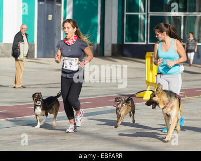 Canicross/course fun run en Espagne Banque D'Images