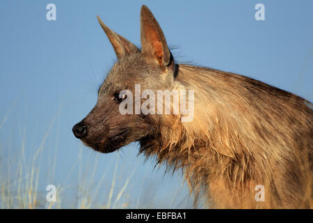 Portrait d'une hyène brune (Hyaena brunnea) contre un ciel bleu, désert du Kalahari, Afrique du Sud Banque D'Images