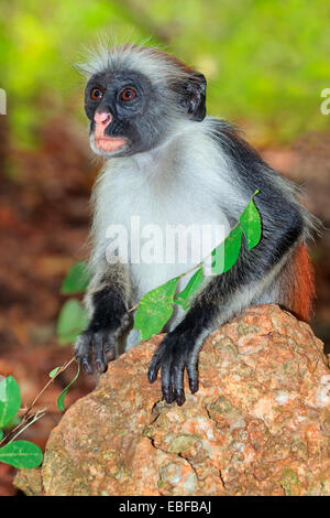 Zanzibar en danger red colobus monkey (Procolobus kirkii), Jozani forest, Zanzibar Banque D'Images