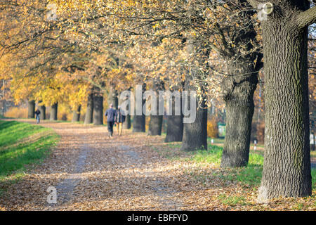 Rangée de chênes centenaires le long automne lane Quercus robur Banque D'Images