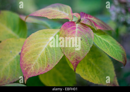 Les feuilles d'Hydrangea passe au rouge en automne Banque D'Images