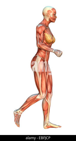 Numérique 3D render of a d'exécution figure féminine avec cartes muscle isolé sur fond blanc Banque D'Images