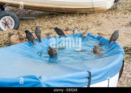 Étourneau sansonnet Sturnus vulgaris commun- Maison Sparrows-Passer et domesticus, baignade dans l'eau de pluie recueillie dans le bateau bâche. Banque D'Images