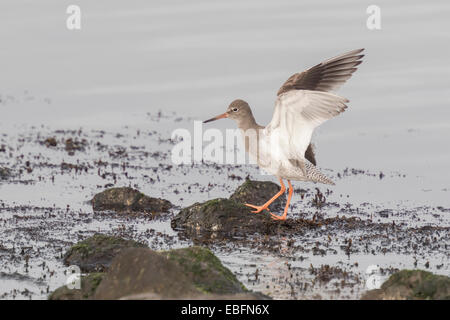 Gravelot à battre ses ailes alors qu'il rester sur les rochers au bord de la mer. Banque D'Images