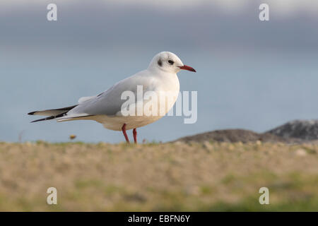 Mouette noir perché sur la rive, debout dans la lumière du soleil. Banque D'Images