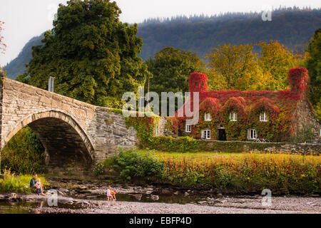 Couleurs d'automne : Tu Hwnt j'r Bont, riverside thé rouge couvert de lierre, l'automne septembre 2014, rivière Conwy, Conwy Wales UK Banque D'Images