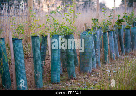 Une rangée de jeunes plants d'arbres fruitiers plantés à l'intérieur des manchons de protection en plastique sur le côté de la nouvelle route de Galles UK Banque D'Images