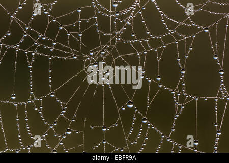 Gouttes de rosée sur un web araignées à l'automne sur les niveaux de Somerset près de Glastonbury Banque D'Images