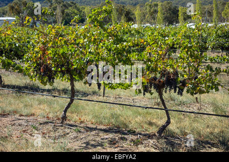 Prêts pour la récolte des raisins à Ballandean, Queensland, Australie Banque D'Images