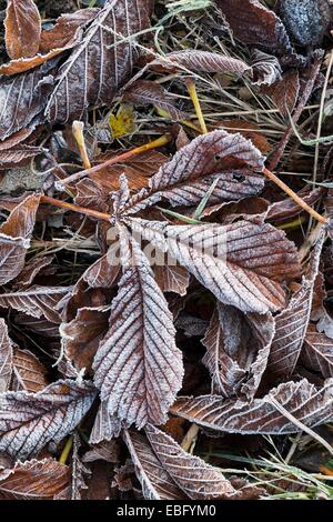 Les feuilles tombées avec couvrant de givre Banque D'Images