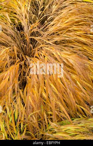 Hakonechloa macra 'herbes ornementales Aureola' feuillage doré , tourner au début de l'hiver. Banque D'Images