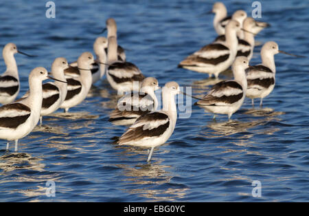 Un groupe d'Américains (avocettes Recurvirostra americana) dans les eaux peu profondes. Banque D'Images