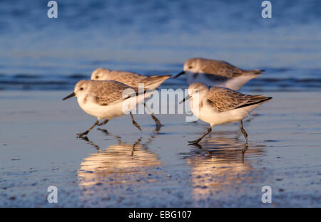 Un groupe de bécasseaux sanderling (Calidris alba) en plumage d'hiver s'exécutant sur la côte de l'océan au coucher du soleil. Galveston, Texas, États-Unis. Banque D'Images